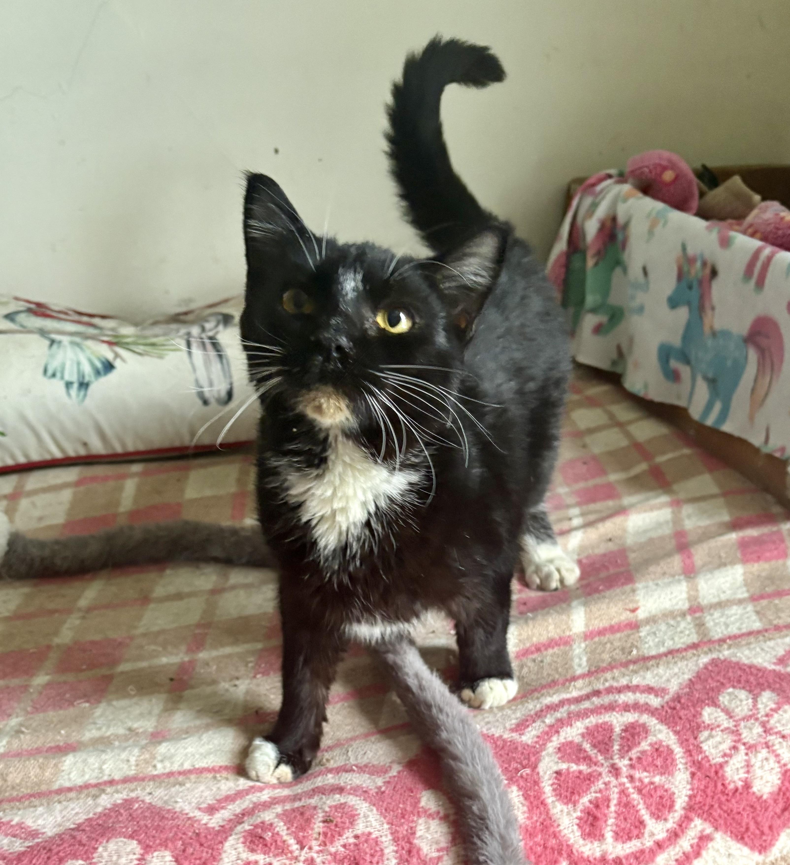 Vanessa, a Adoptable Domestic Short Hair in East Amherst, NY image 4/4