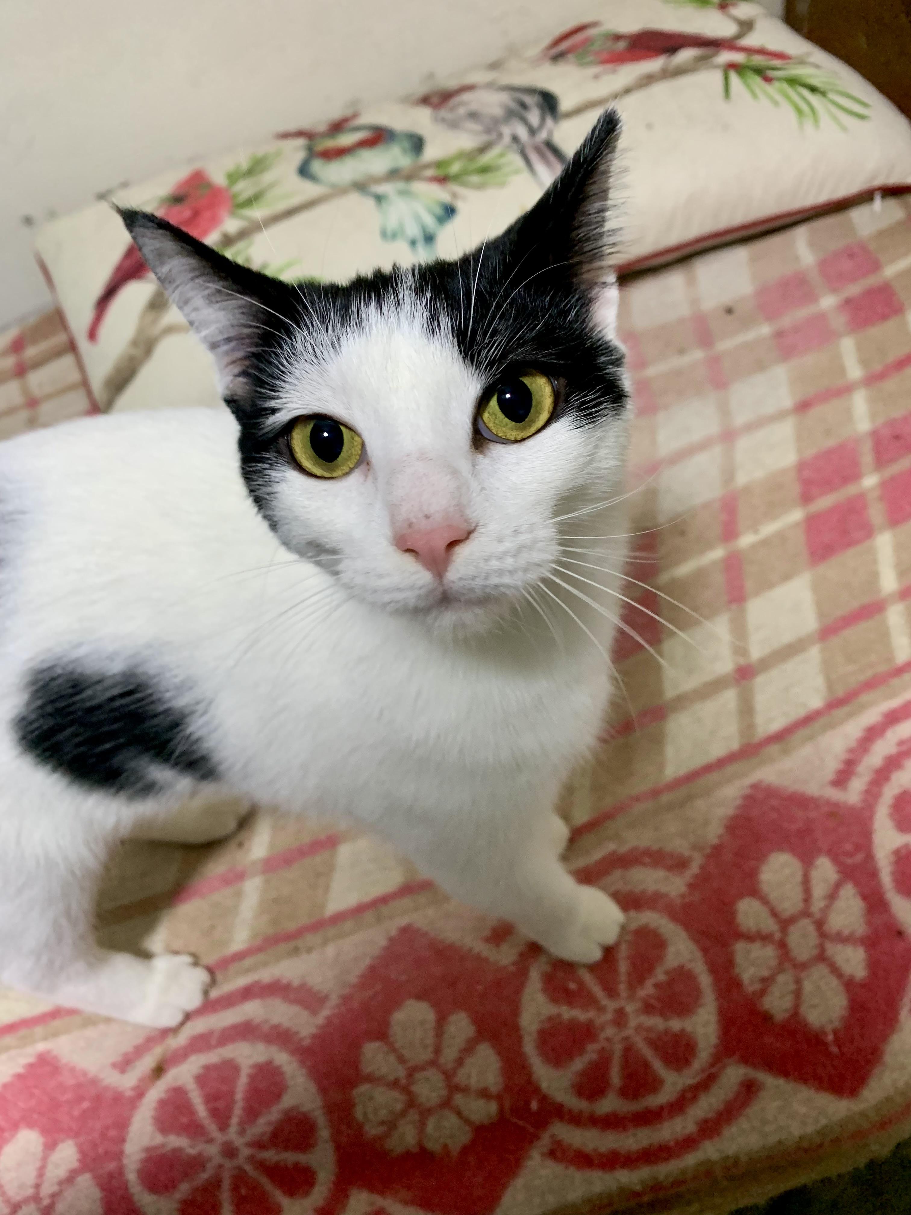 Vanessa, a Adoptable Domestic Short Hair in East Amherst, NY image 3/4