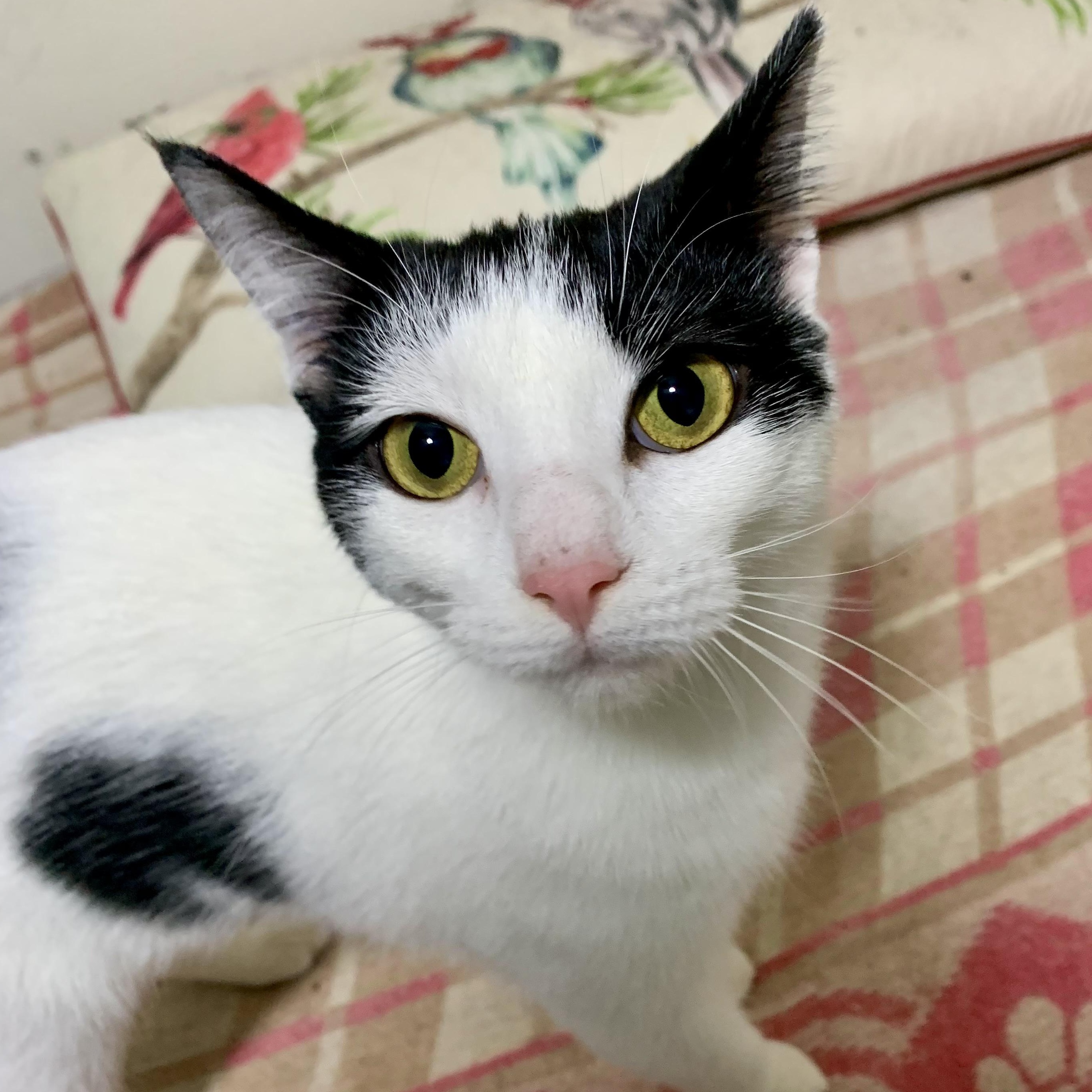 Enlarge Vanessa, a Adoptable Domestic Short Hair in East Amherst, NY image 1/3