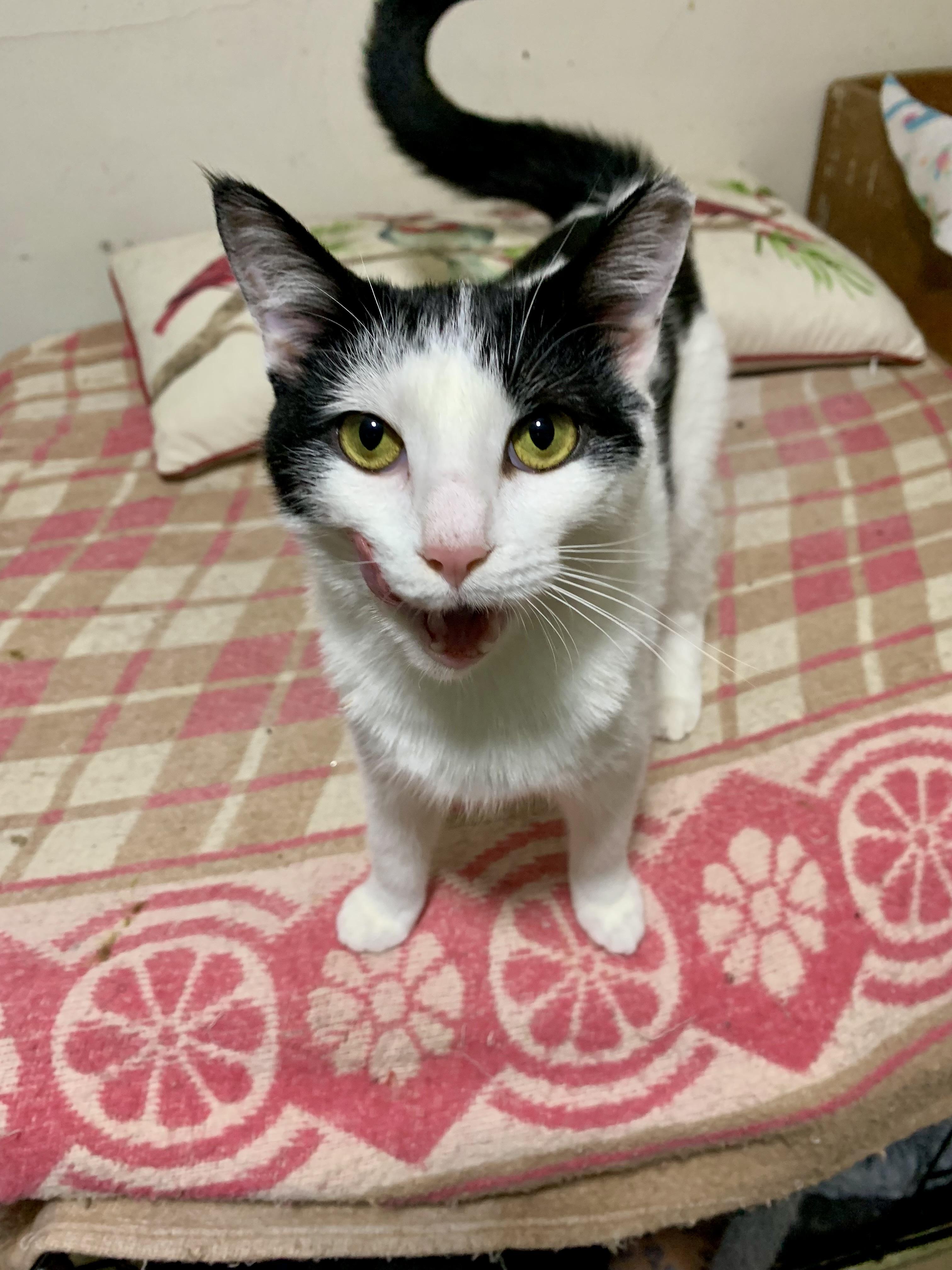 Vanessa, Adoptable, Young Female Domestic Short Hair.