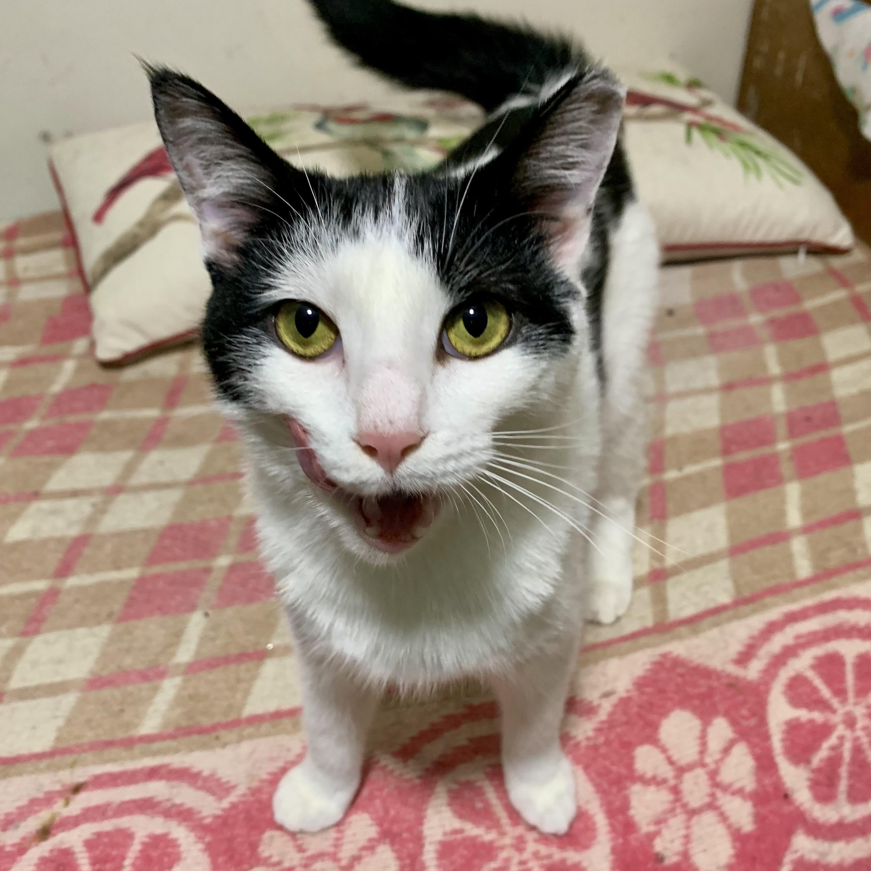 Enlarge Vanessa, a Adoptable Domestic Short Hair in East Amherst, NY image 3/3