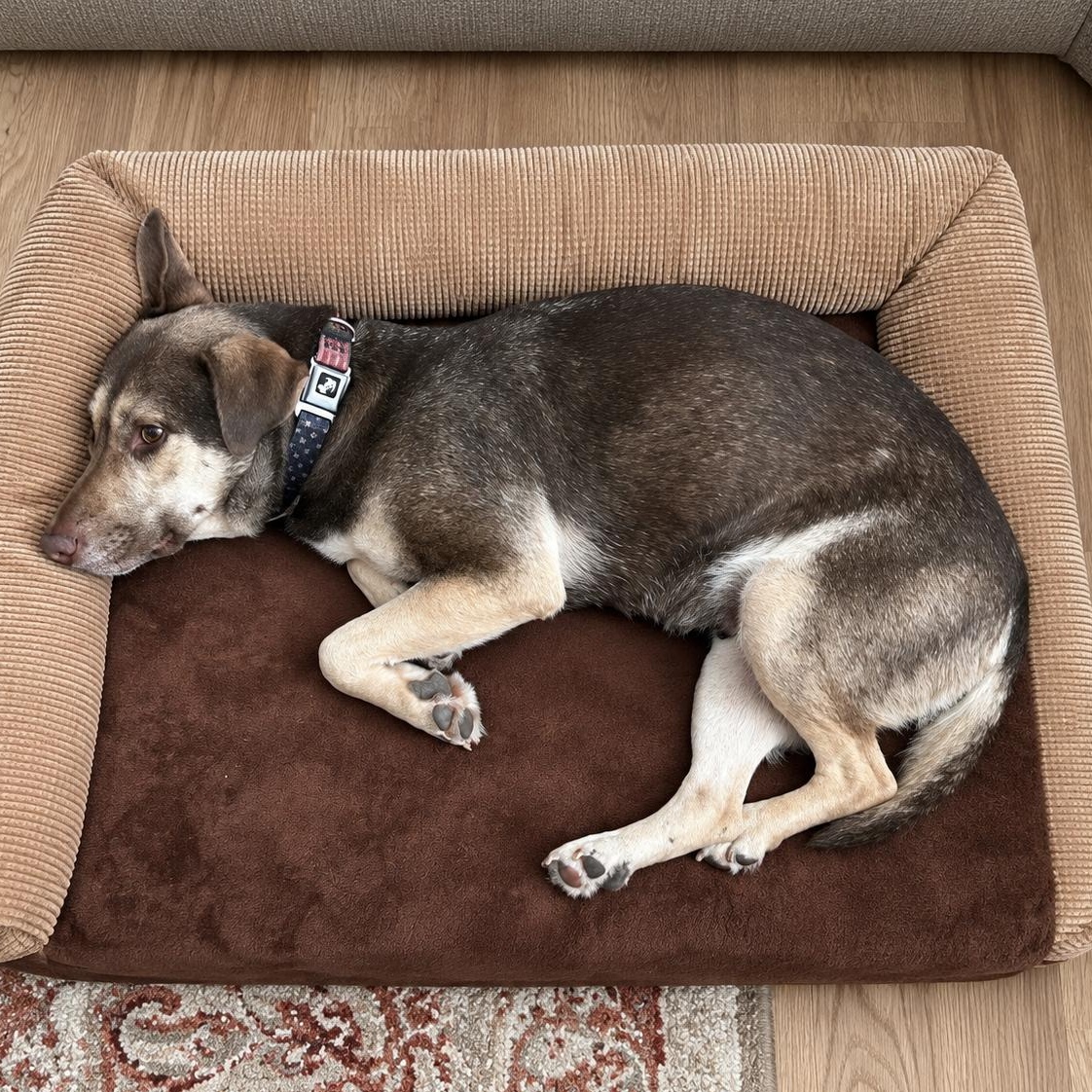 Enlarge Nova, a Adoptable mixed breed in New Haven, CT image 2/6