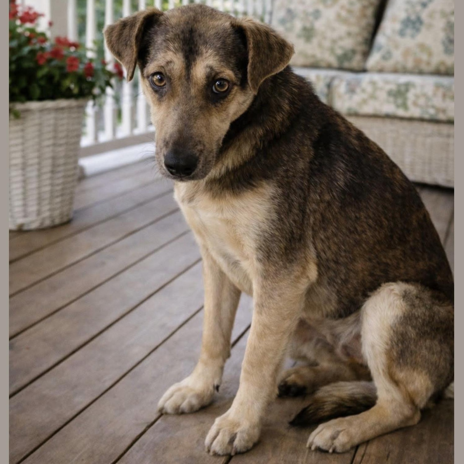 Enlarge Nova, a Adoptable mixed breed in New Haven, CT image 4/6