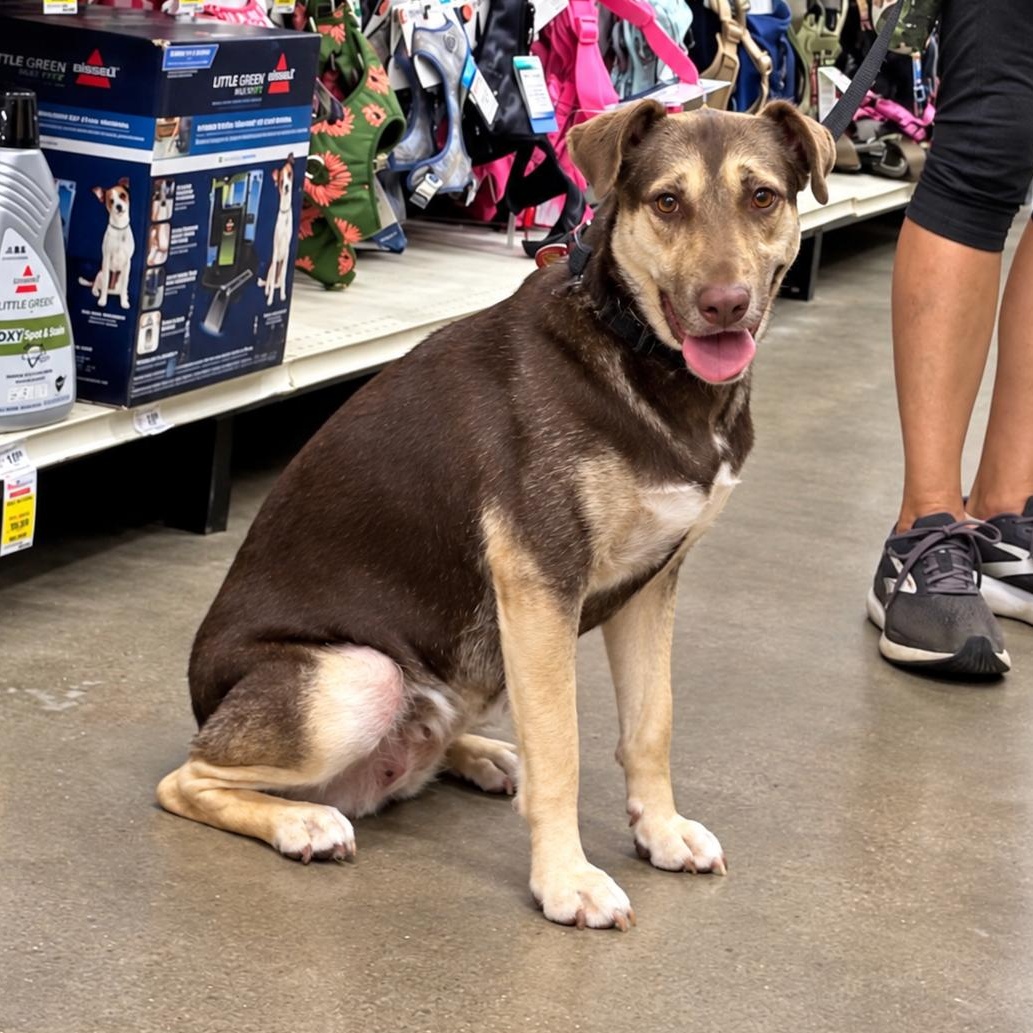 Enlarge Nova, a Adoptable mixed breed in New Haven, CT image 1/6