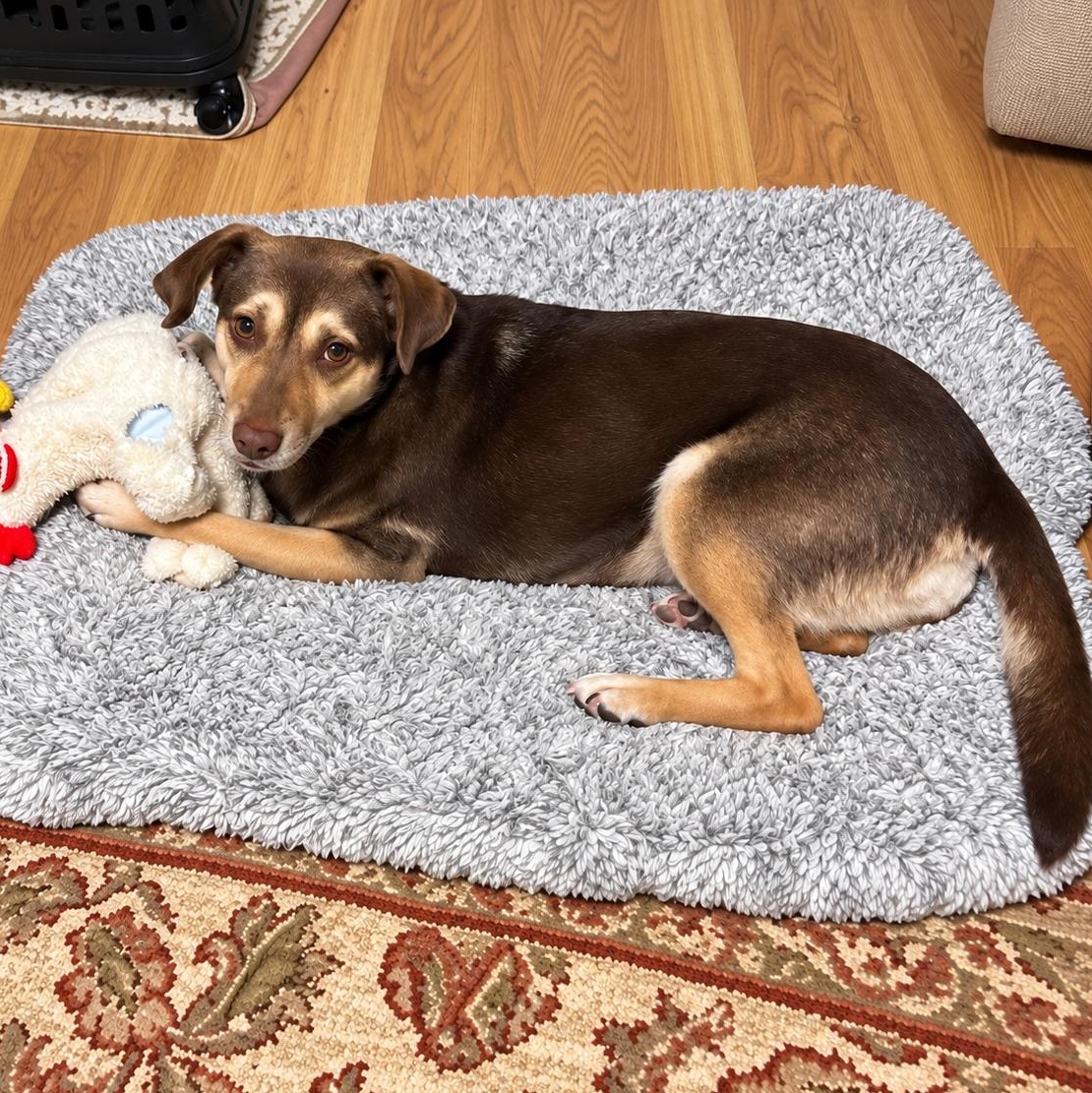 Enlarge Nova, a Adoptable mixed breed in New Haven, CT image 5/6