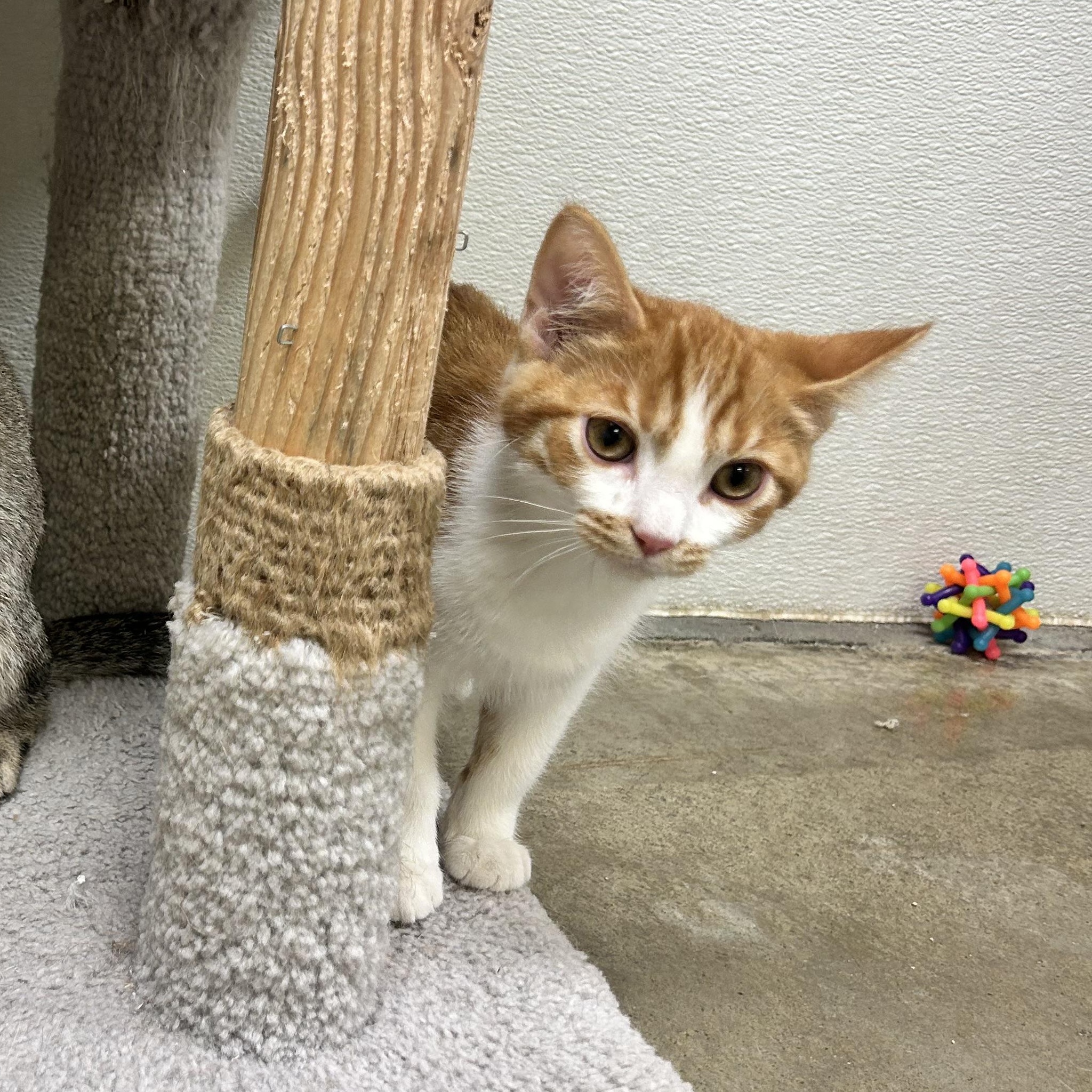 OZZY, ADOPTABLE, Kitten Male Domestic Short Hair & Domestic Medium Hair.