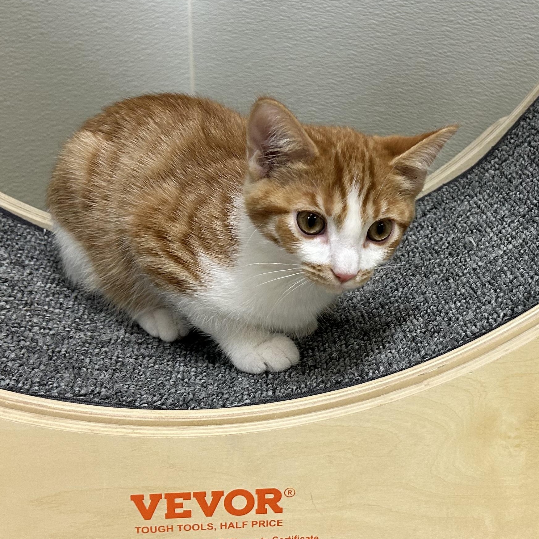 OZZY, a ADOPTABLE mixed breed in Wilmington, OH image 3/3