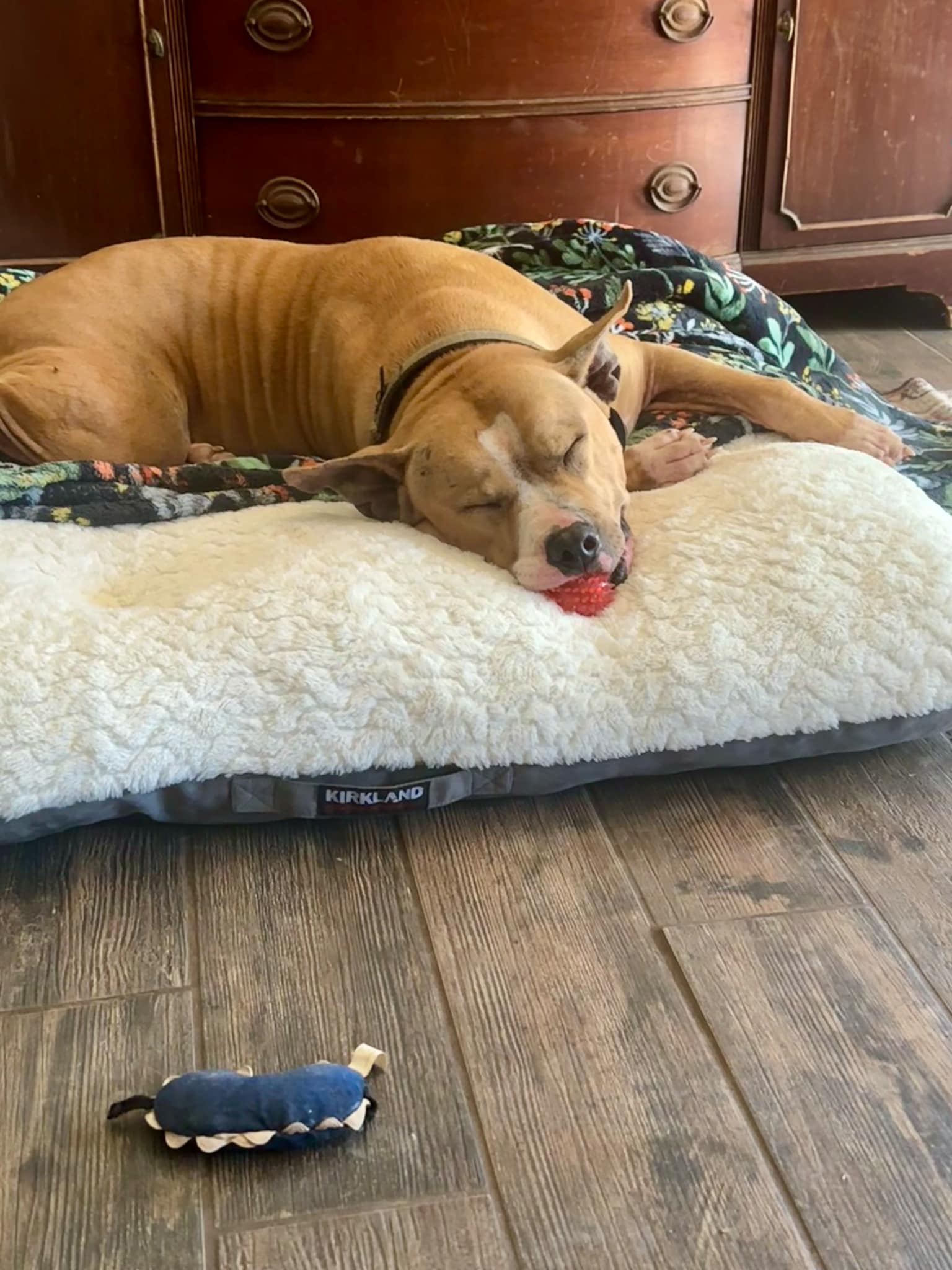 CAESAR
