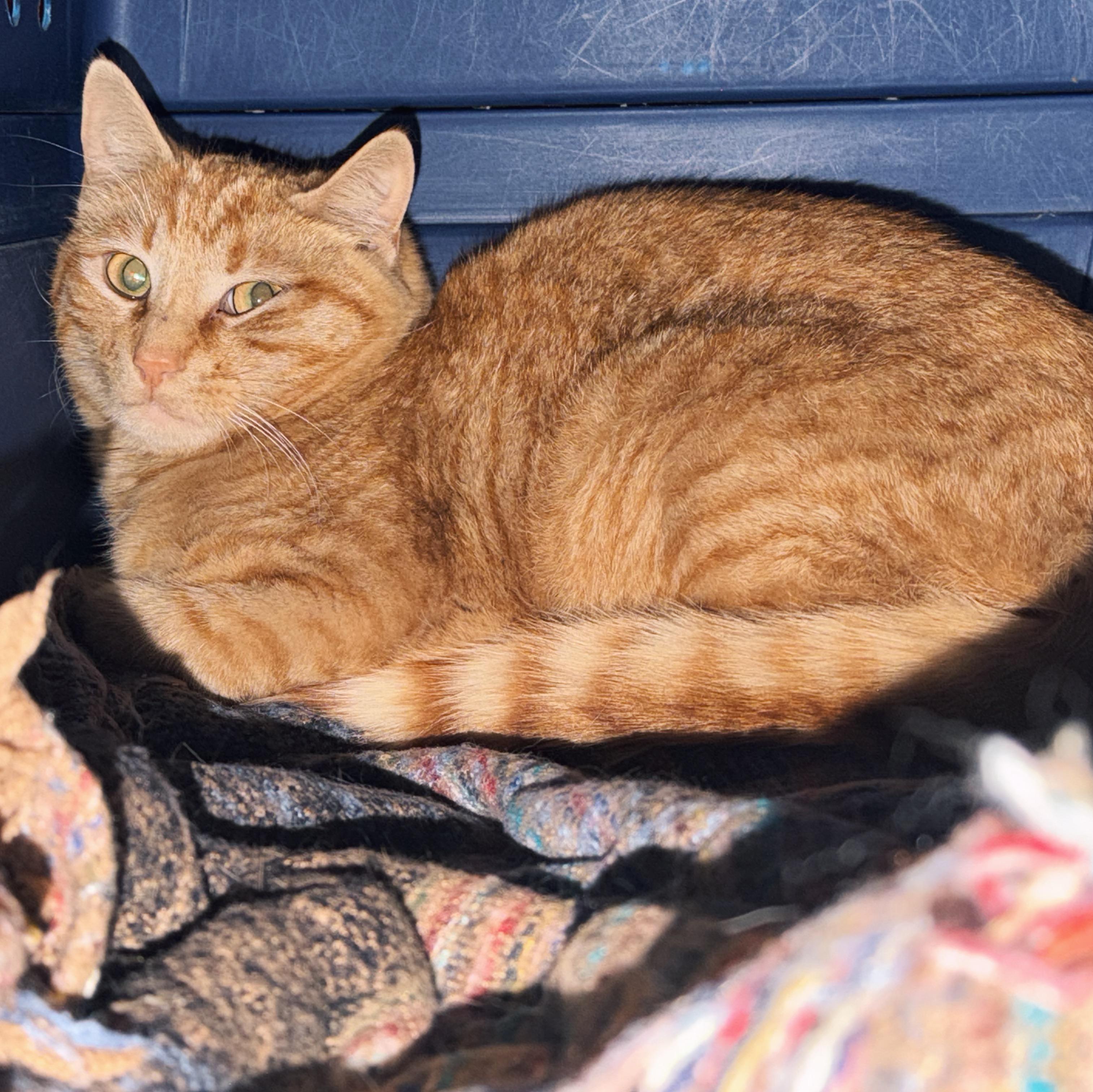 Tony the Tiger, adoptable, Adult Male Domestic Short Hair.