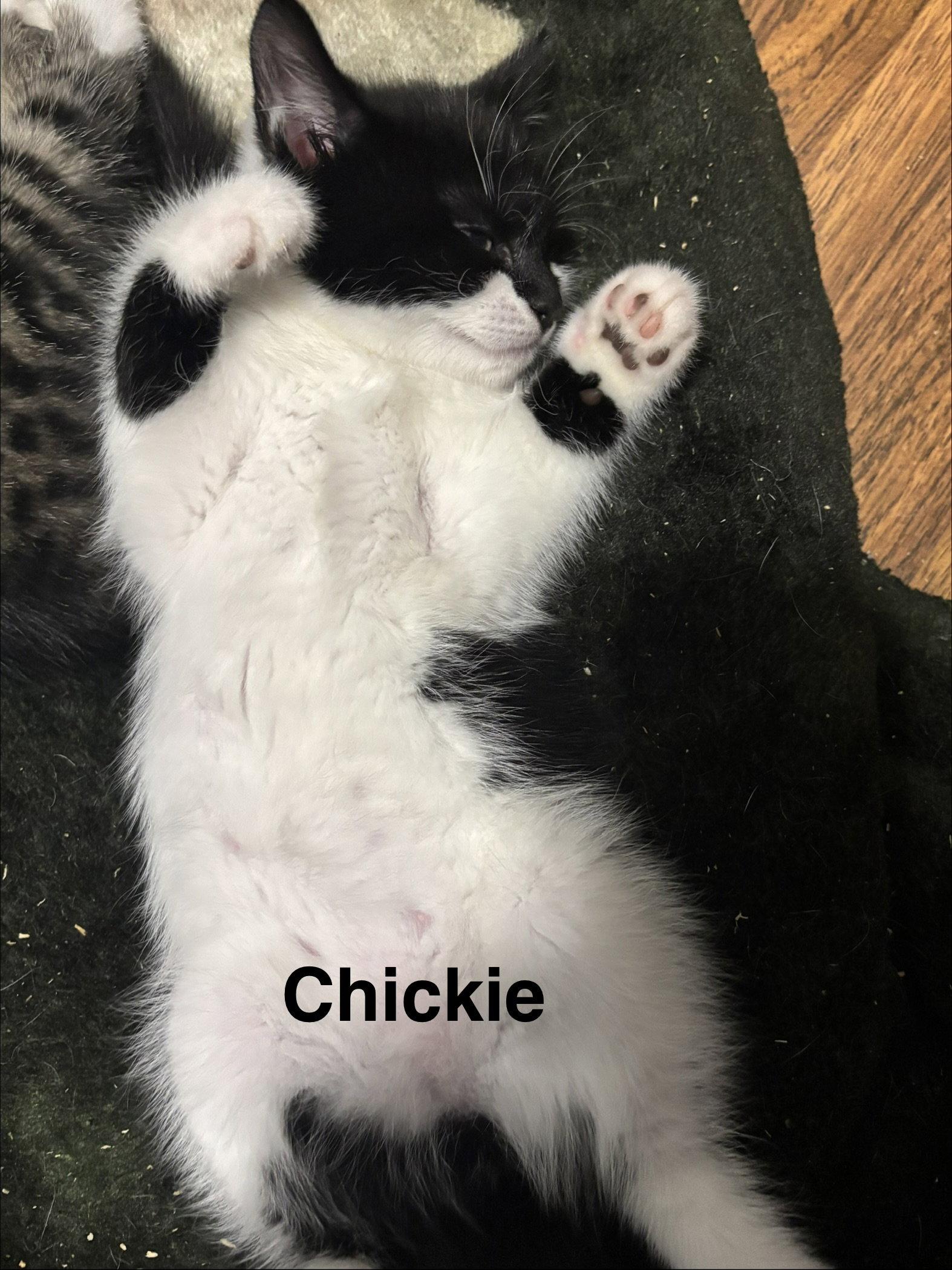 Enlarge Chickie, a Adoptable Domestic Short Hair in Naugatuck, CT image 2/3
