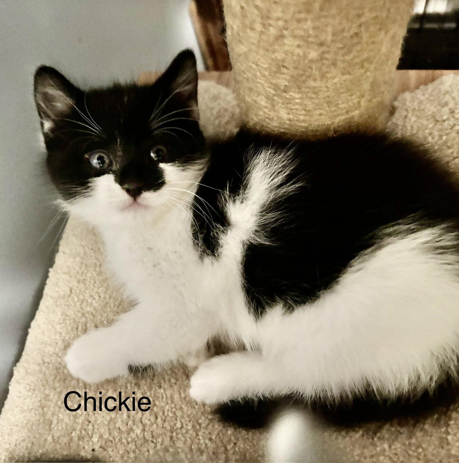 Enlarge Chickie, a Adoptable Domestic Short Hair in Naugatuck, CT image 3/3