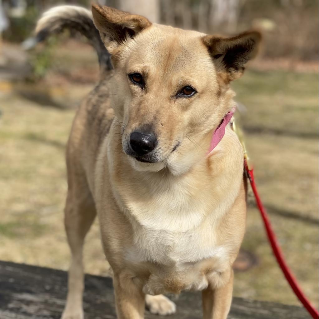 Enlarge Ophelia, a Adoptable Shepherd in Calverton, NY image 2/6