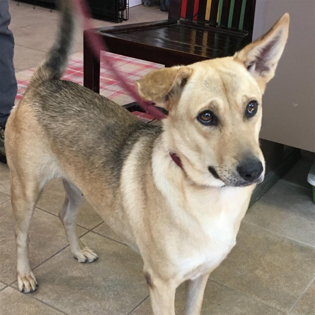 Enlarge Ophelia, a Adoptable Shepherd in Calverton, NY image 4/6