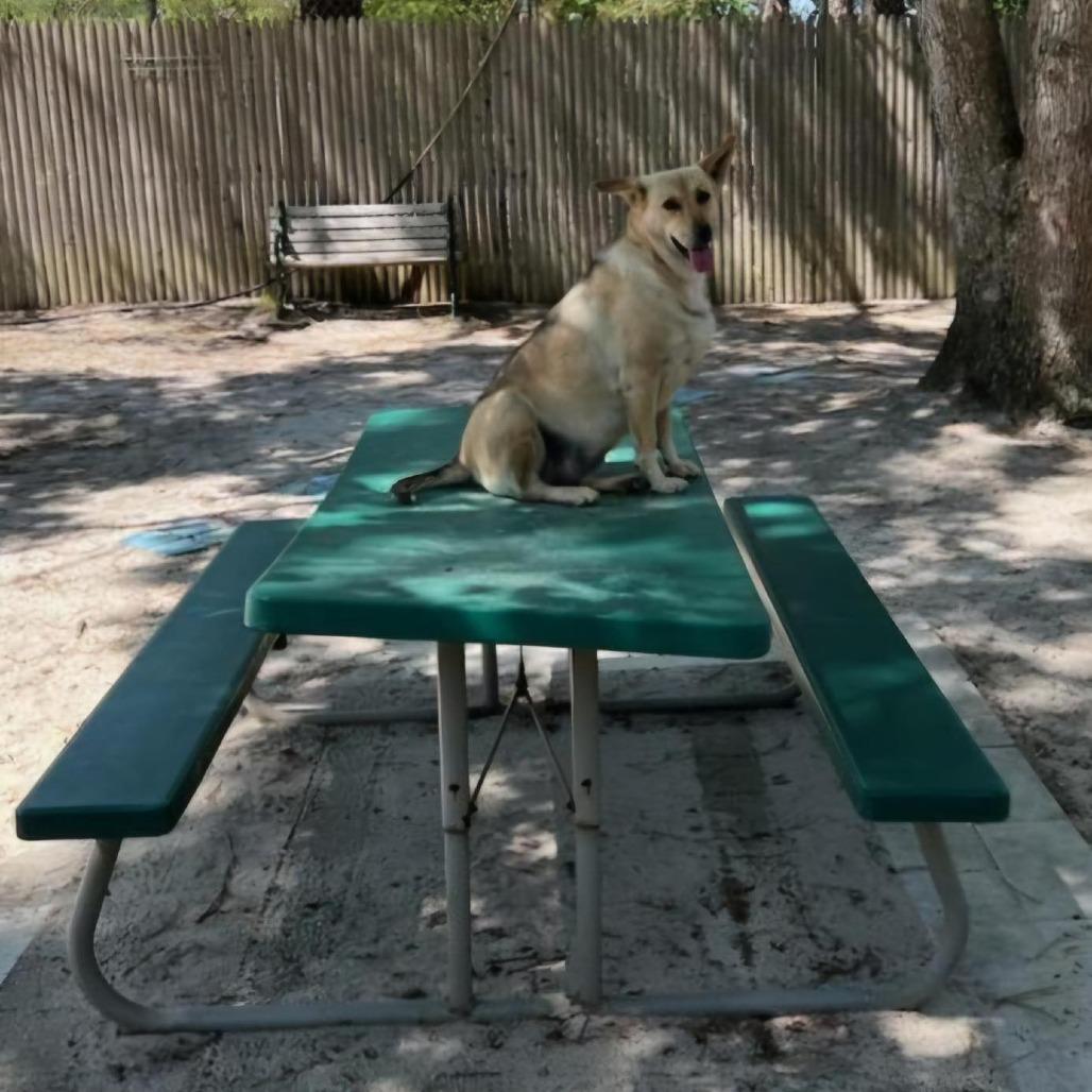 Enlarge Ophelia, a Adoptable Shepherd in Calverton, NY image 5/6
