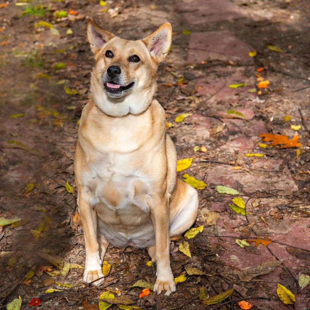 Enlarge Ophelia, a Adoptable Shepherd in Calverton, NY image 6/6