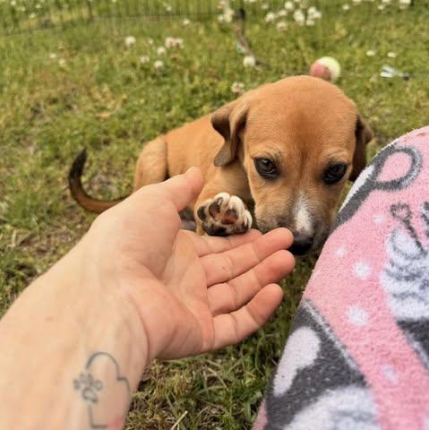 Junior, a Adoptable Beagle in Johnston , RI image 3/6
