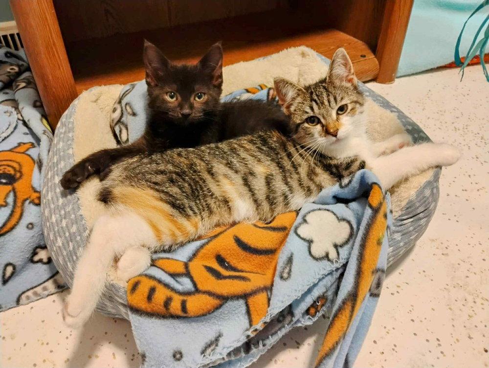 Lola, Adopted, Young Female Tabby & Calico.