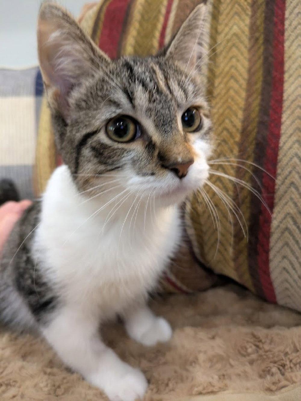 Lola, a Adopted mixed breed in South Saint Paul, MN image 2/3