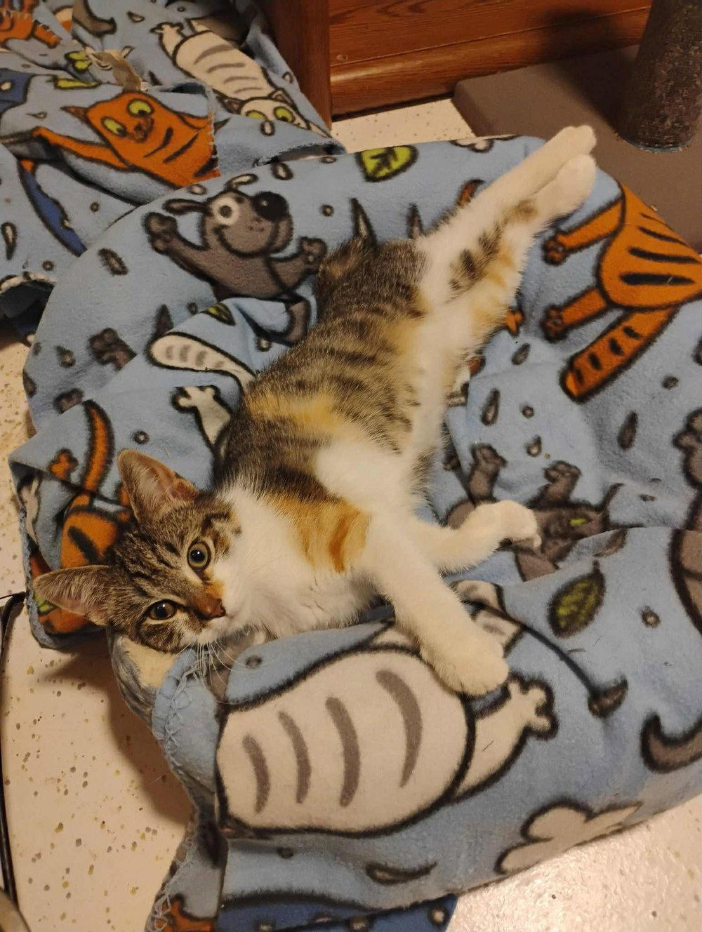 Lola, a Adopted mixed breed in South Saint Paul, MN image 3/3