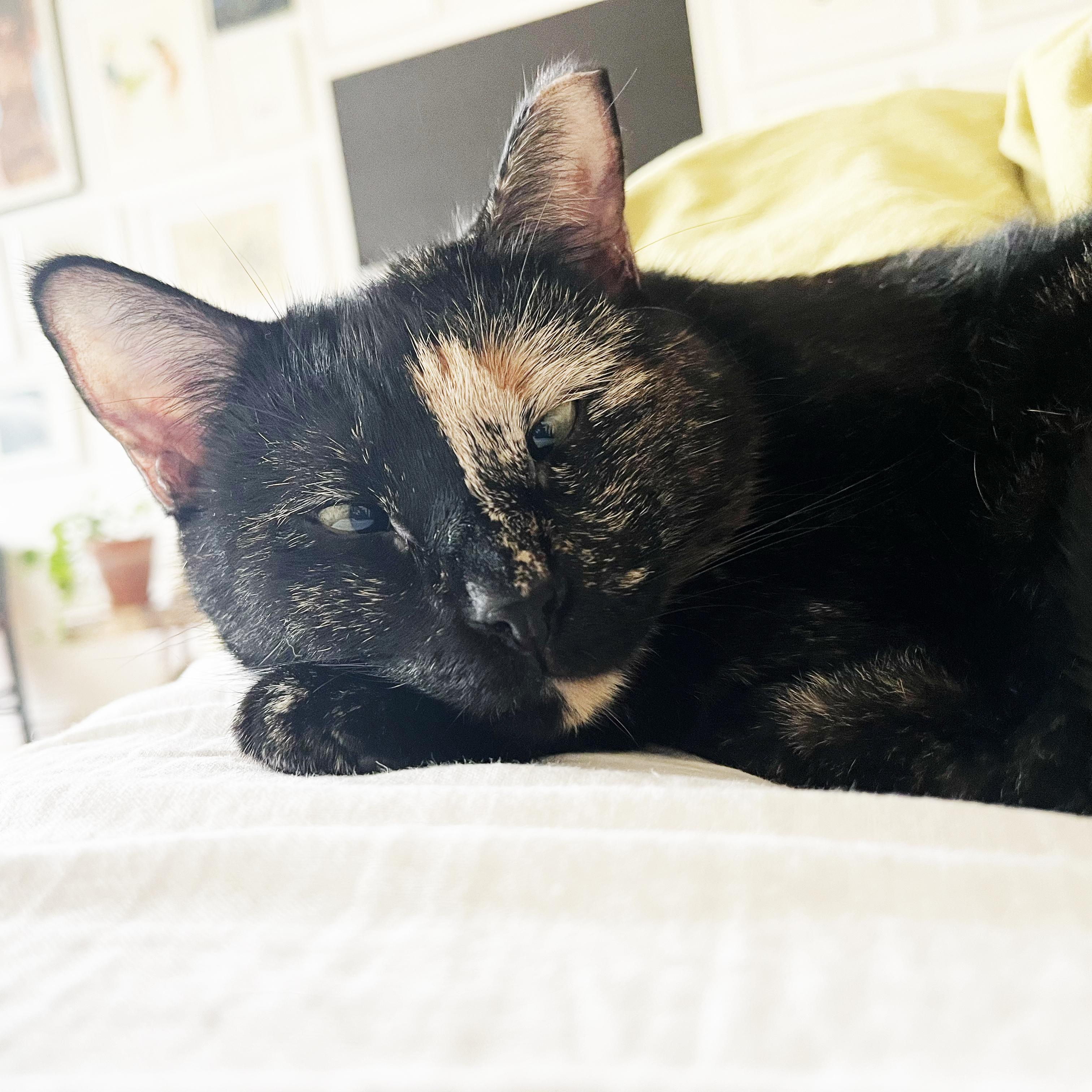 Honey photo 3