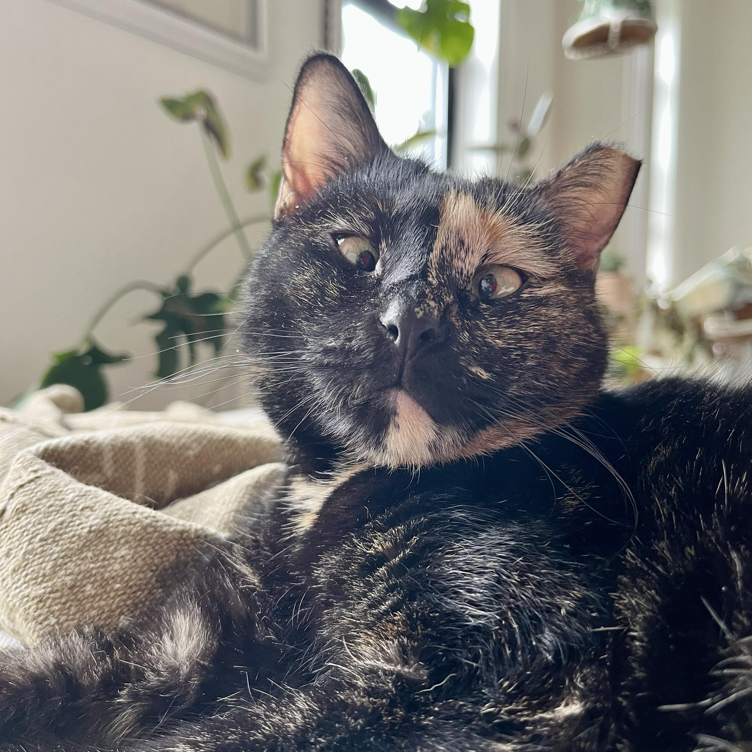 Honey, Young Female Domestic Short Hair