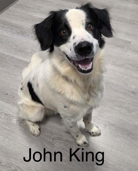 John King, Adopted, Young Male Border Collie.