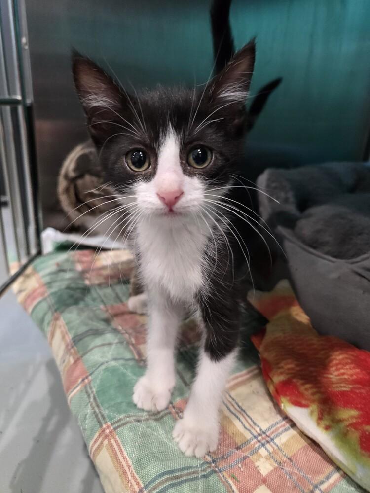 Donahue, Adoptable, Kitten Male Domestic Medium Hair.