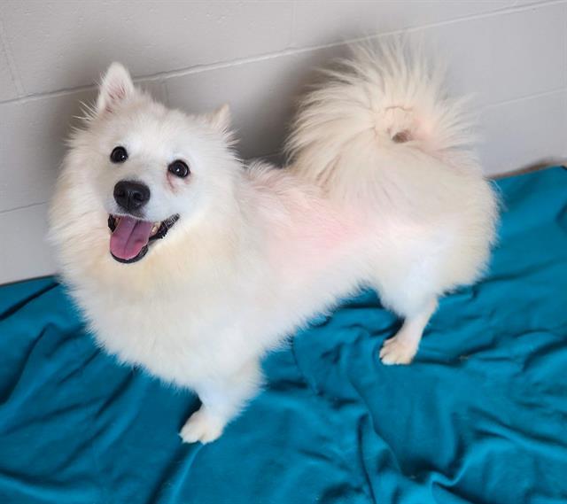 Enlarge COOKIE, a Adoptable American Eskimo Dog in Minneapolis, MN image 1/1