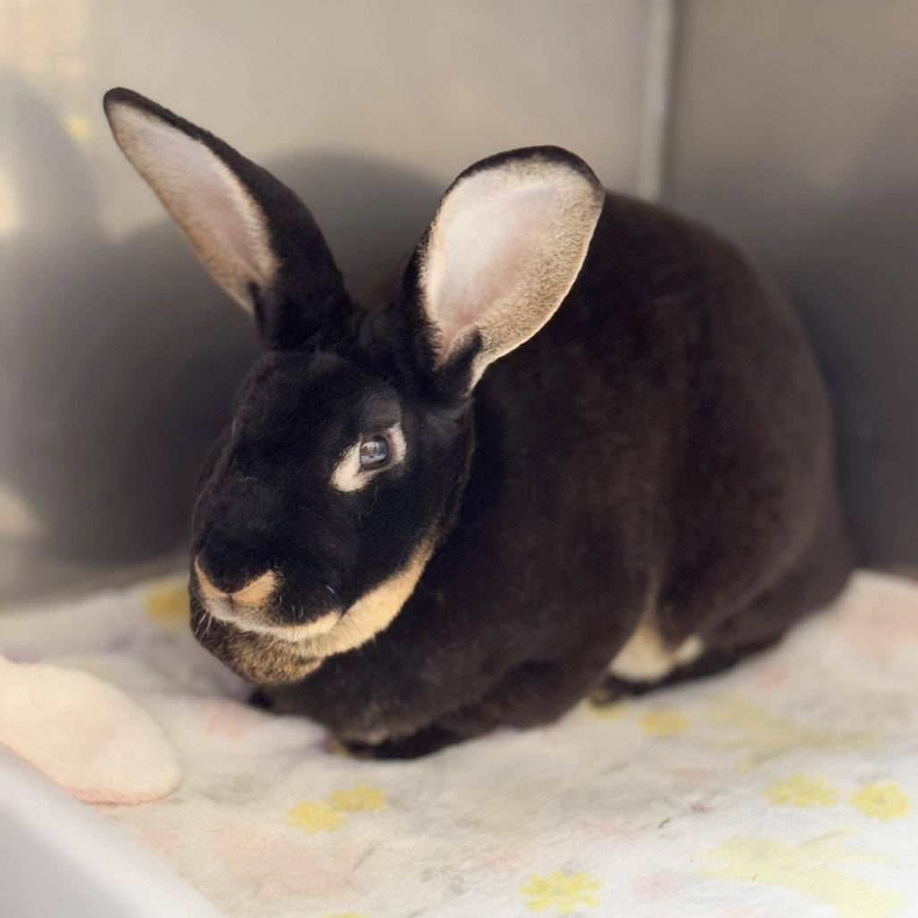 Megalodon, Adoptable, Adult Male Silver Marten.