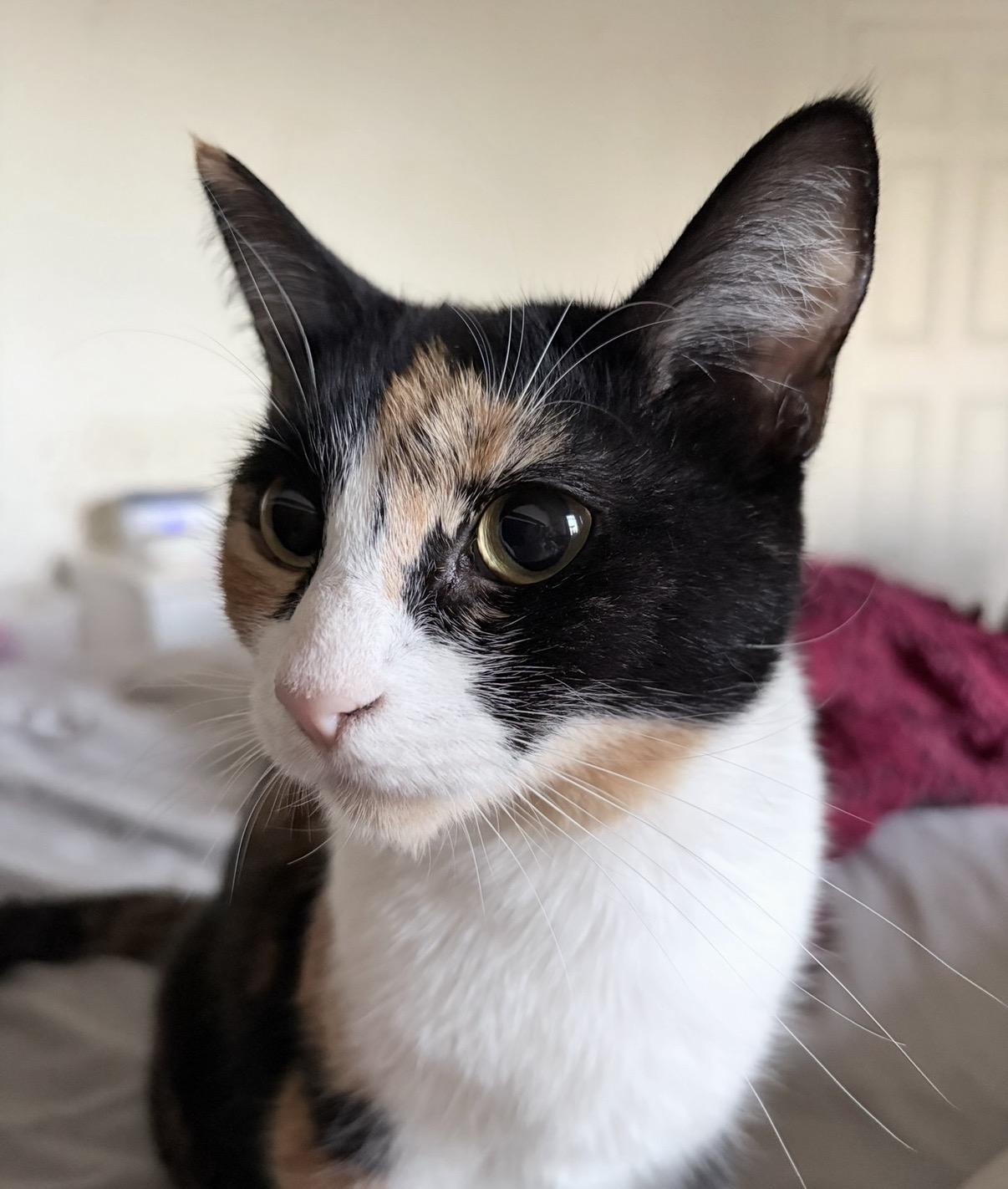 Enlarge Kiko, a Adoptable Calico in Chandler, AZ image 3/3