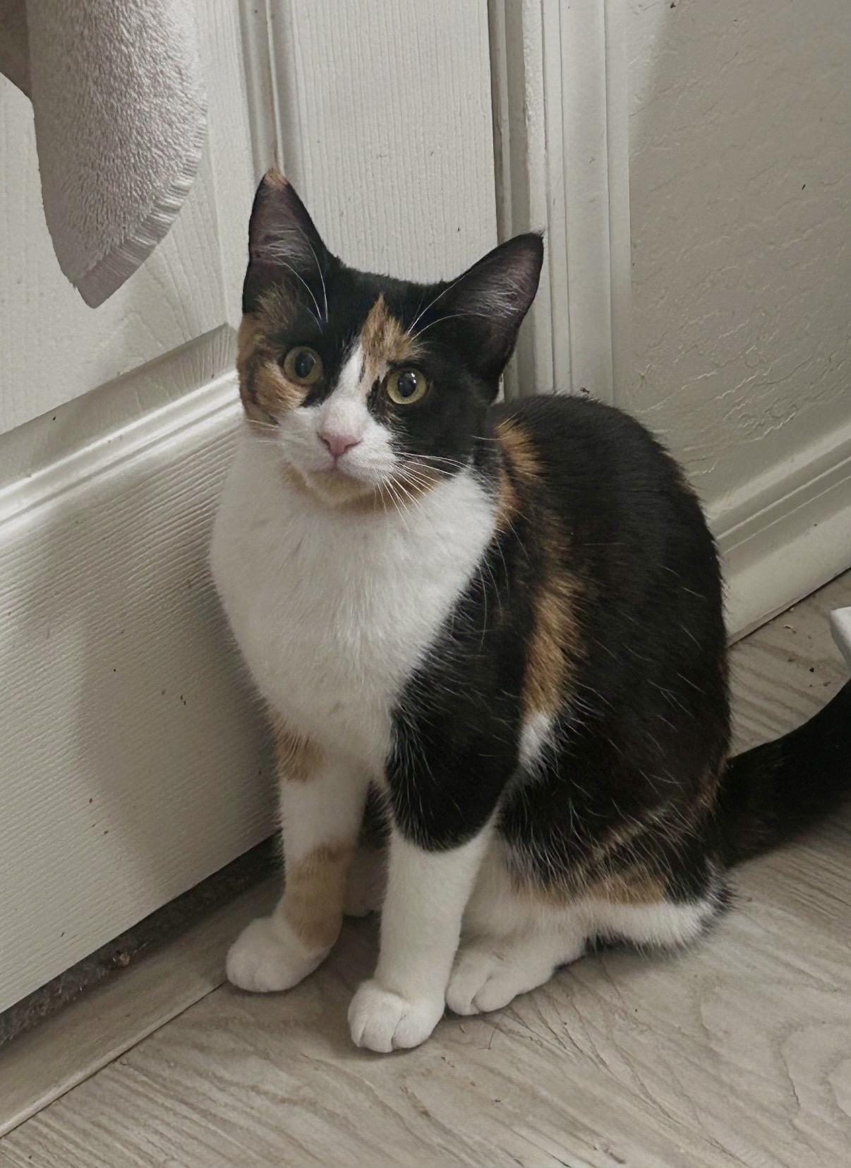 Enlarge Kiko, a Adoptable Calico in Chandler, AZ image 2/3