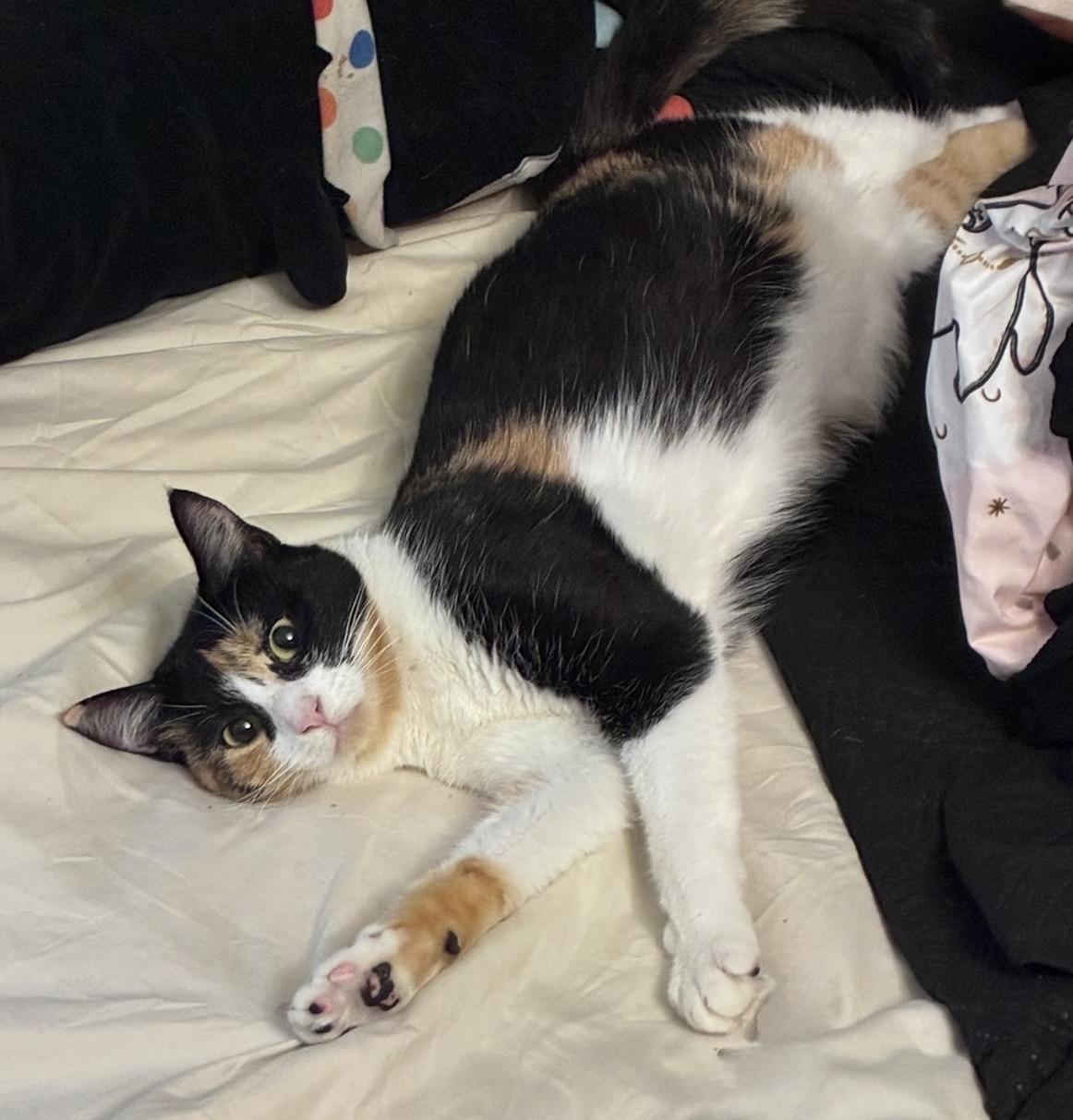 Kiko, Adoptable, Adult Female Calico.
