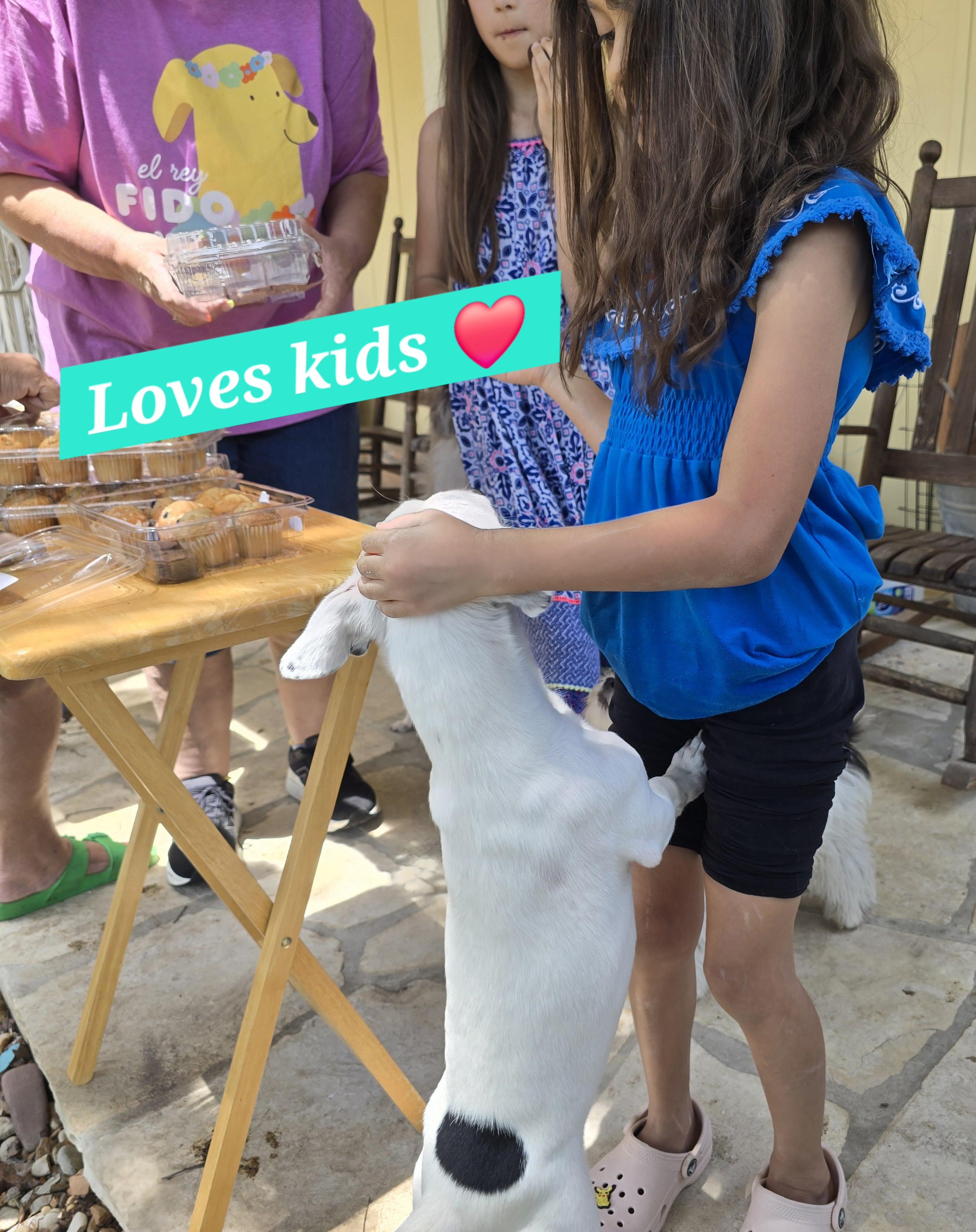 Spidey, a Adoptable mixed breed in Burnsville, MN image 6/6