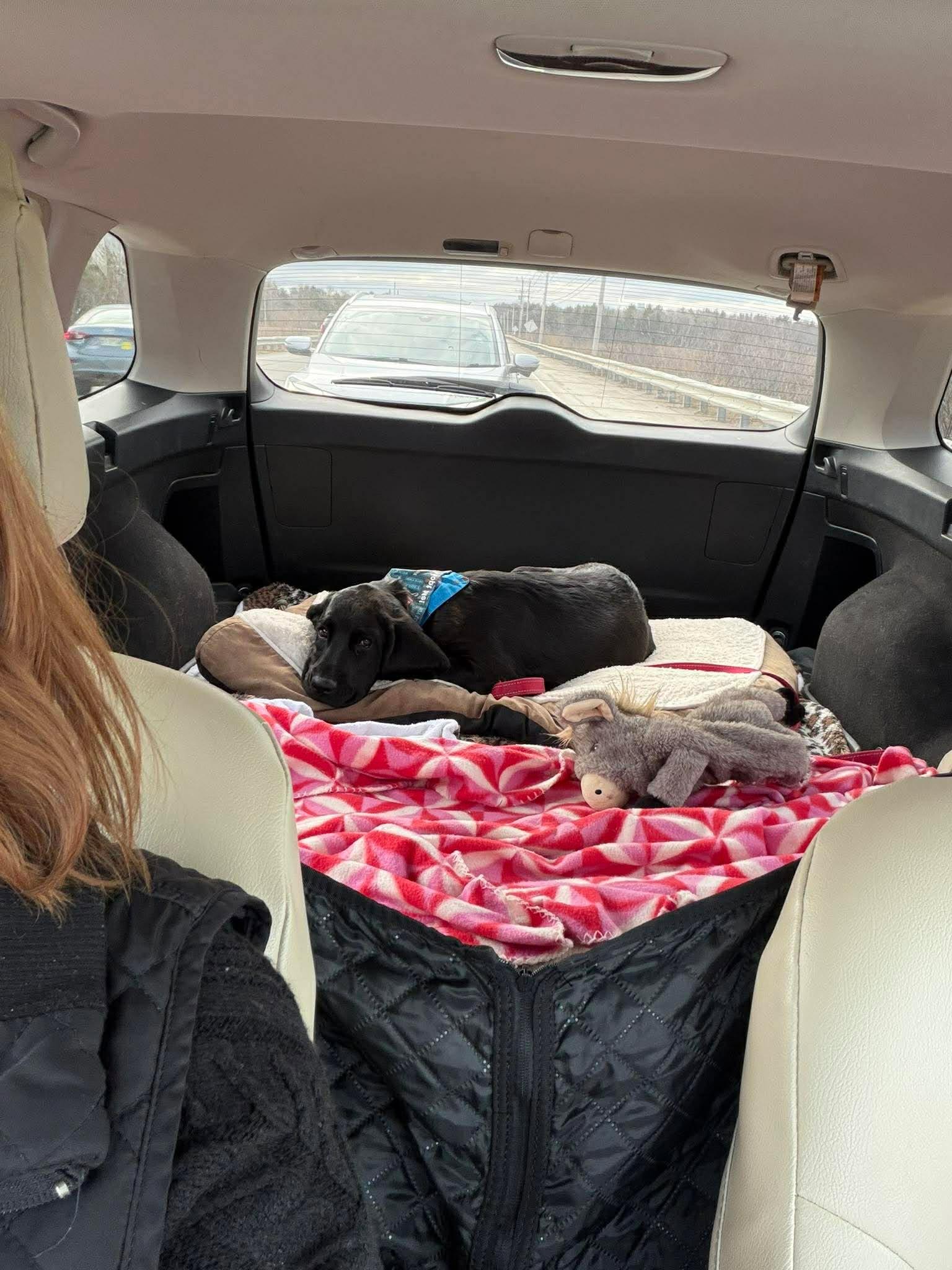 Enlarge Moe, a Adopted mixed breed in Augusta, ME image 1/5