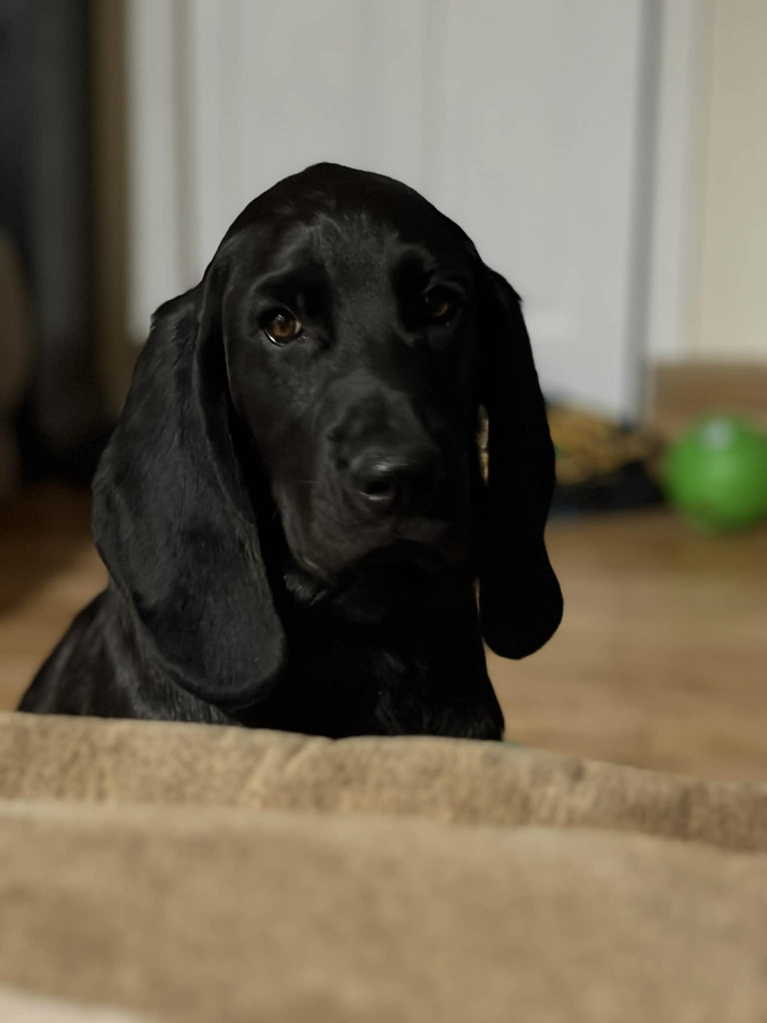 Enlarge Moe, a Adopted mixed breed in Augusta, ME image 3/5