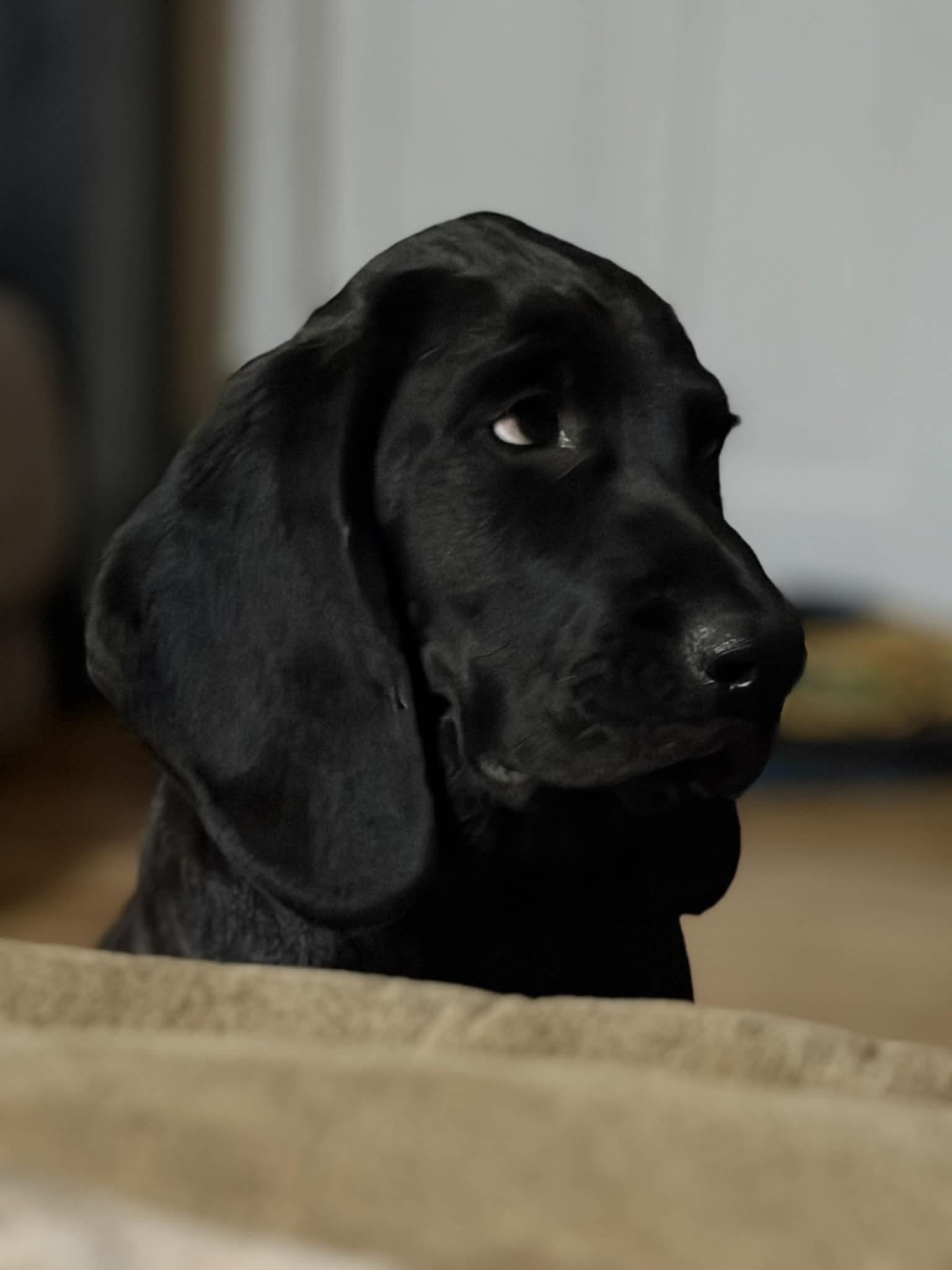 Enlarge Moe, a Adopted mixed breed in Augusta, ME image 4/5