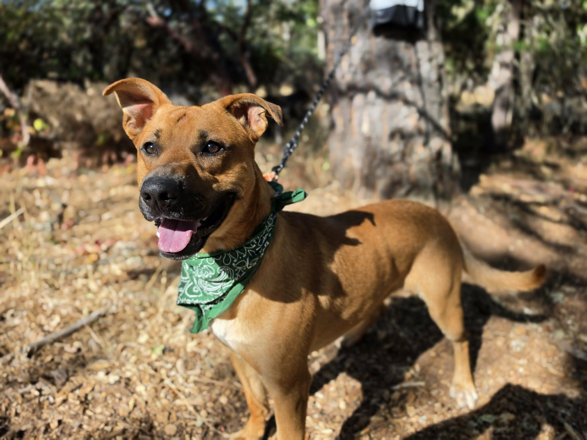 Enlarge Verde, a ADOPTABLE mixed breed in Grants Pass, OR image 3/4