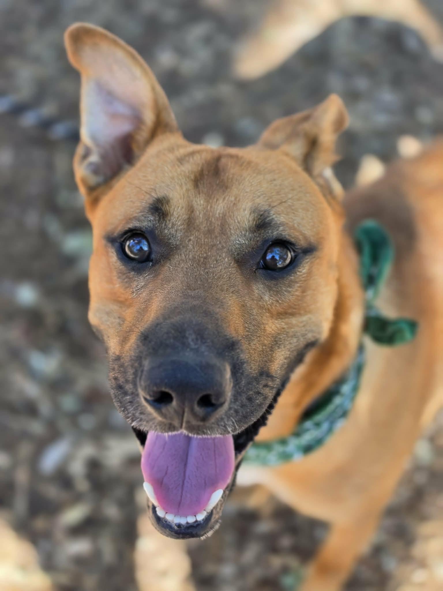 Verde, ADOPTABLE, Adult Male German Shepherd Dog.
