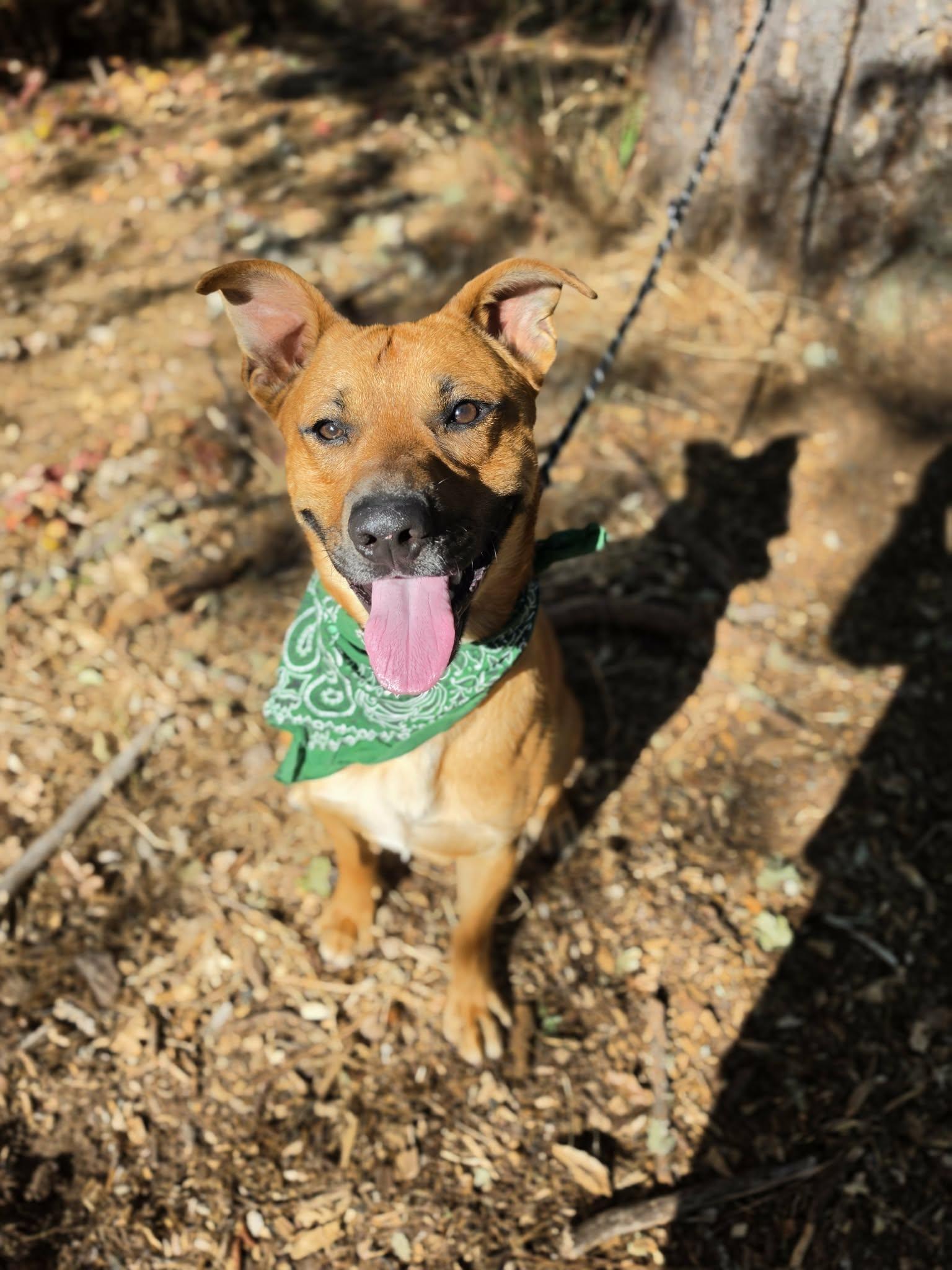 Enlarge Verde, a ADOPTABLE mixed breed in Grants Pass, OR image 4/4