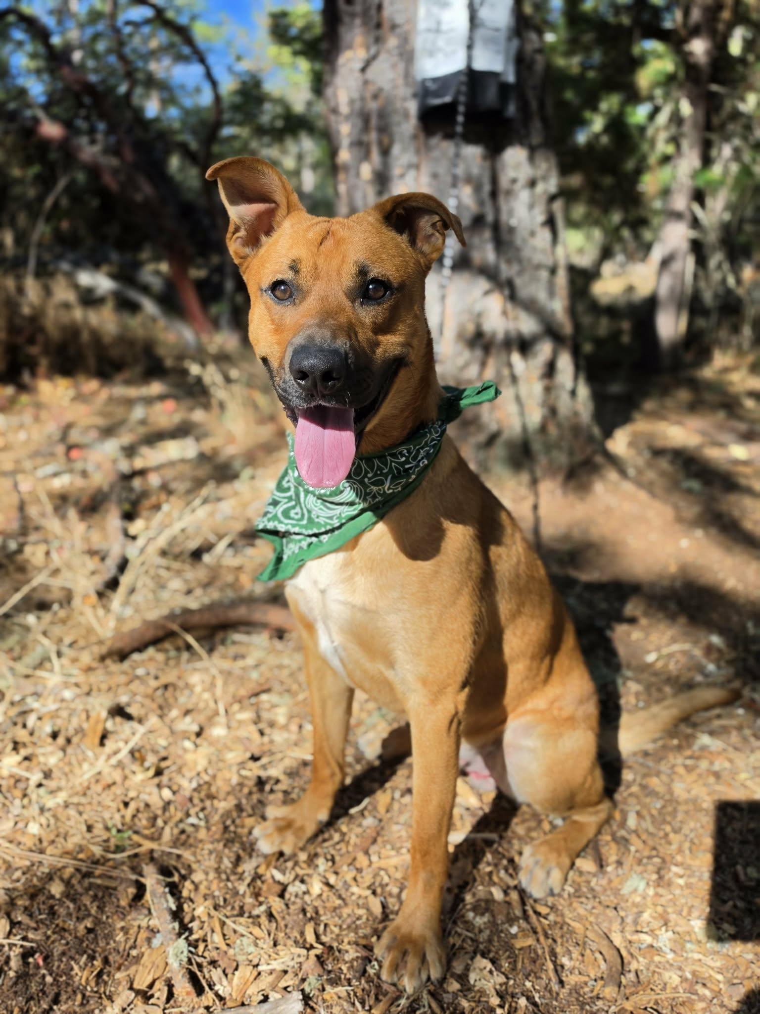 Enlarge Verde, a ADOPTABLE mixed breed in Grants Pass, OR image 2/4