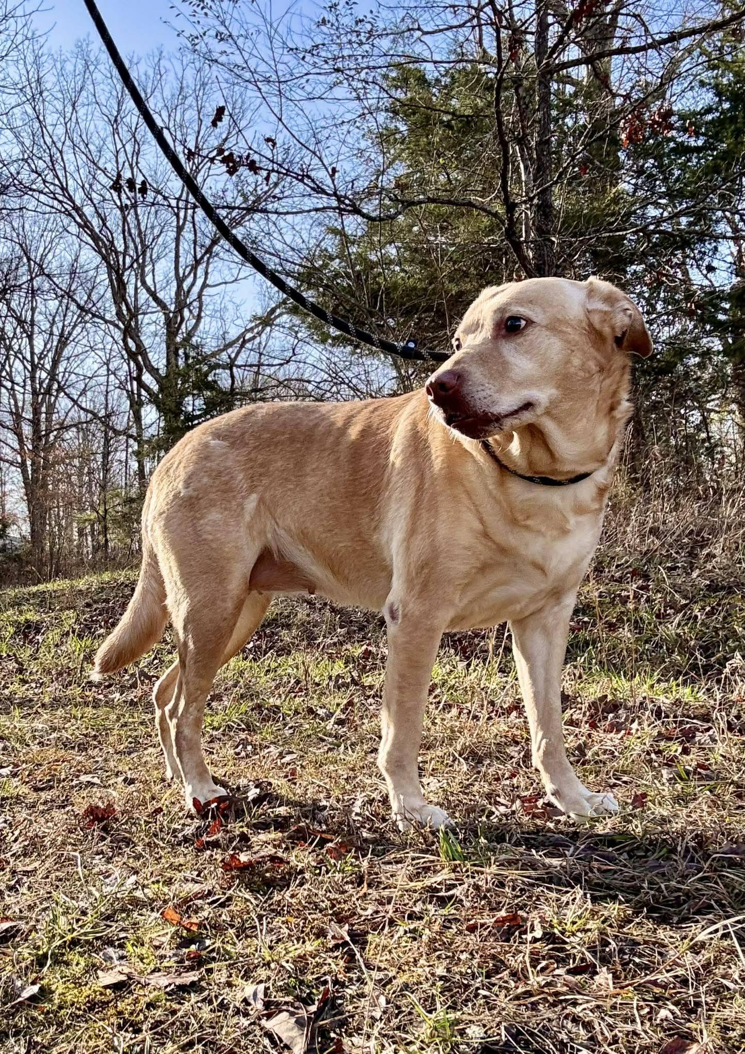 Enlarge EVIE, a ADOPTABLE mixed breed in Waverly, TN image 1/3