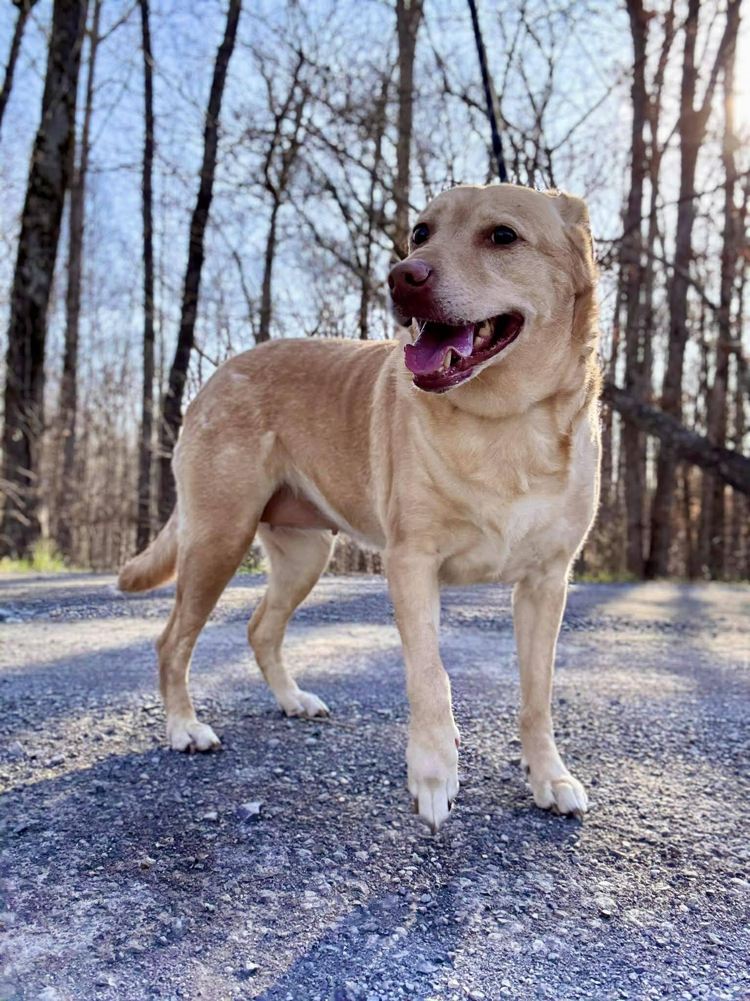 Enlarge EVIE, a ADOPTABLE mixed breed in Waverly, TN image 2/3