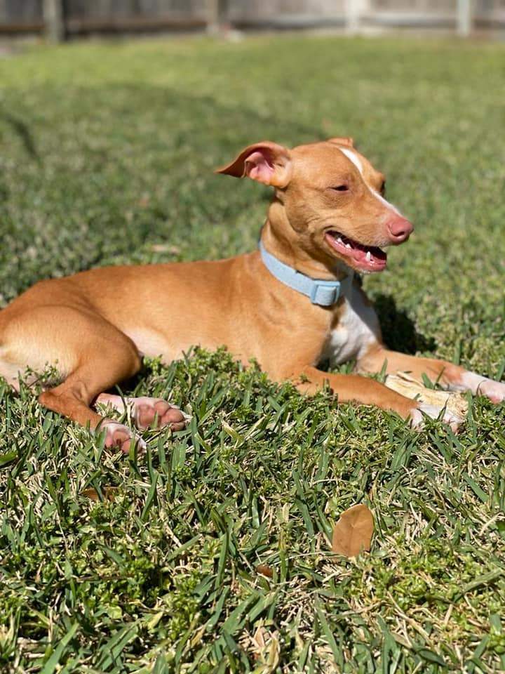 Enlarge Ernie, a Adopted mixed breed in Cypress, TX image 3/4
