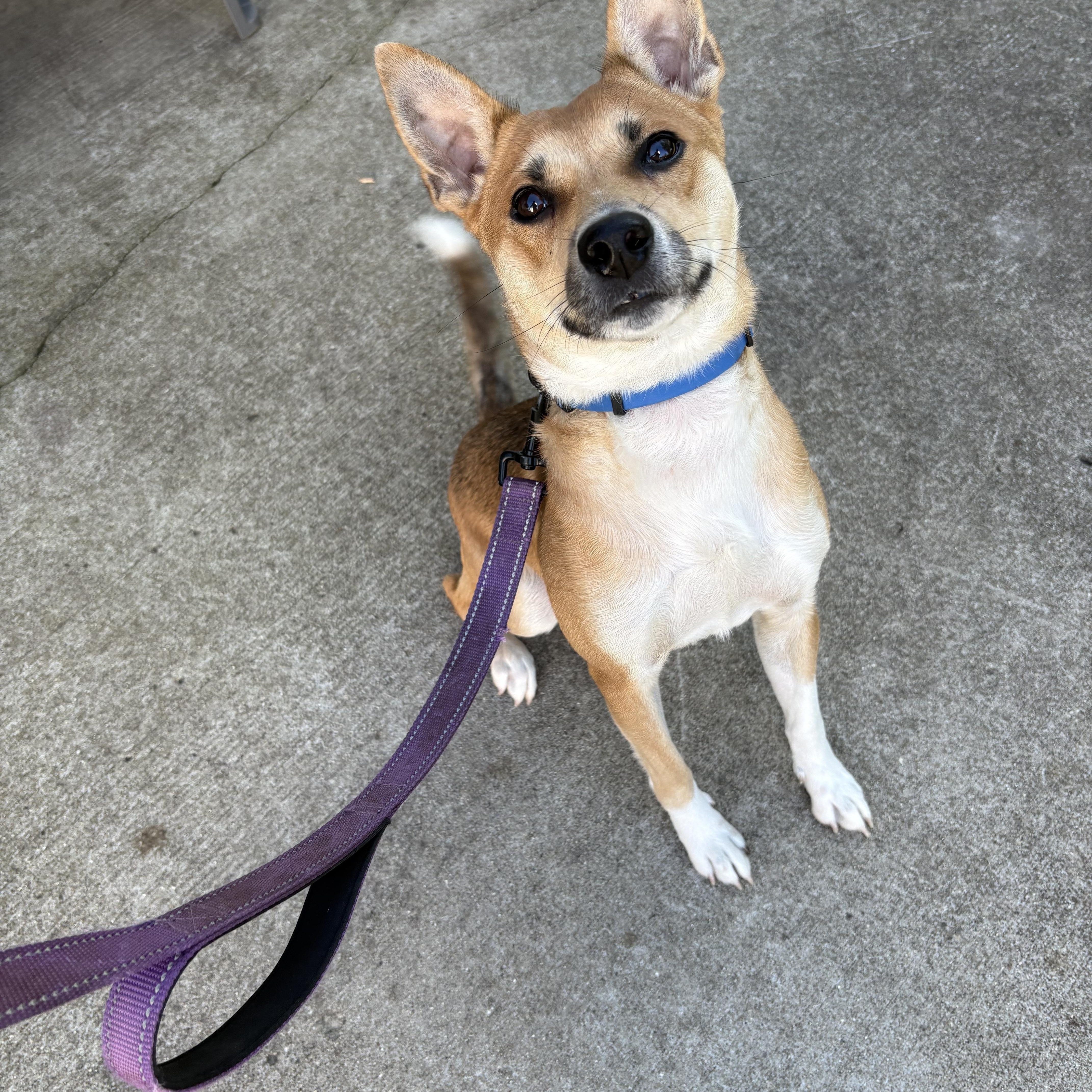 Bandit, Adoptable, Young Male Shiba Inu & Fox Terrier.