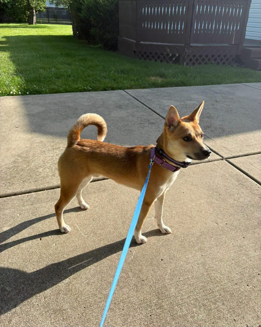 Enlarge Bandit, a Adoptable mixed breed in Tinley Park, IL image 2/3