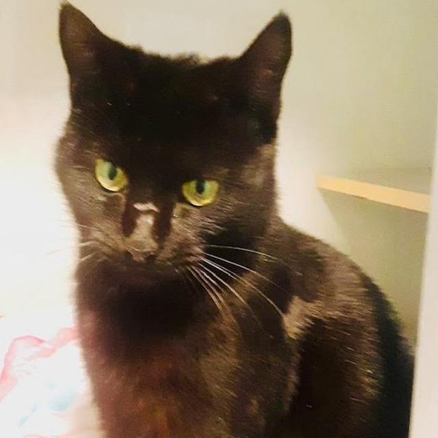 Raven, Adoptable, Young Female Domestic Short Hair.