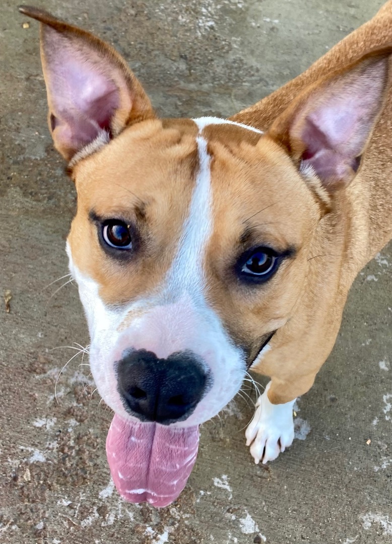 Ozzy Pawsborn, a Adoptable mixed breed in Sandusky, MI image 1/12