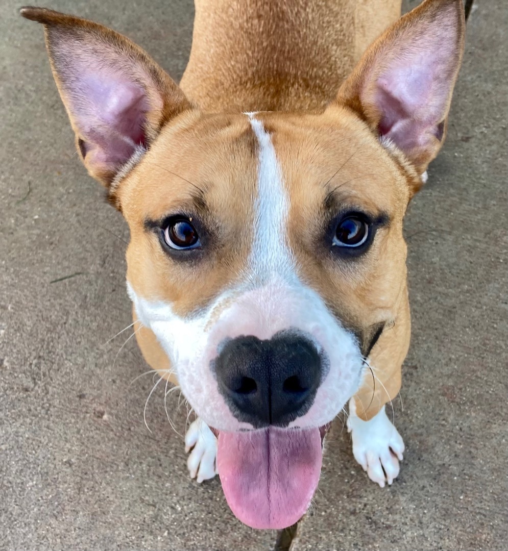 Ozzy Pawsborn, a Adoptable mixed breed in Sandusky, MI image 2/12