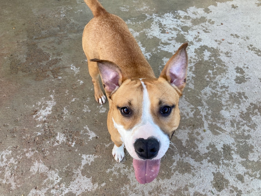 Ozzy Pawsborn, a Adoptable mixed breed in Sandusky, MI image 4/12