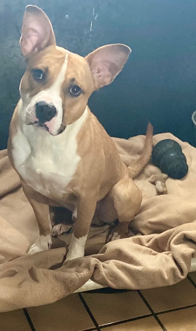 Ozzy Pawsborn, a Adoptable mixed breed in Sandusky, MI image 5/12